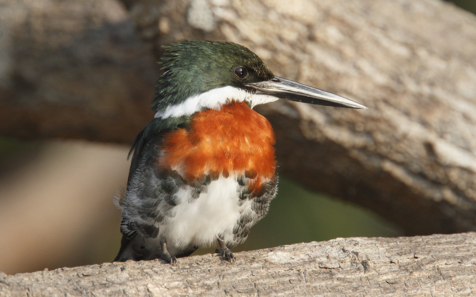 image Green Kingfisher